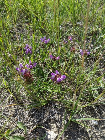 Prunella hyssopifolia, photographed by aroche