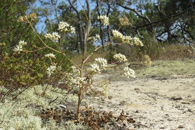 Pimpinella villosa, photographed by Paulo Martins
