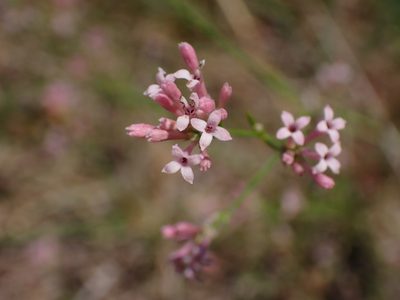 Cynanchica pyrenaica, photographed by Fabien Piednoir