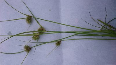 Carex bohemica, photographed by Wouter Van Landuyt