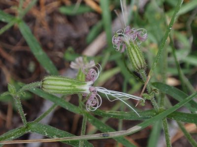 Silene lemmonii, photographed by tomhilton