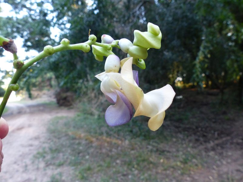 Cochliasanthus caracalla, photographed by Víctor Dávalos