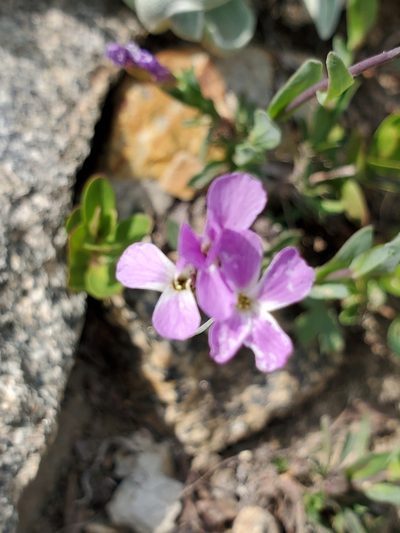 Boechera lyallii, photographed by Shane Johnson