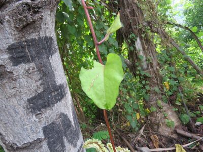 Anredera vesicaria, photographed by Alexis López Hernández