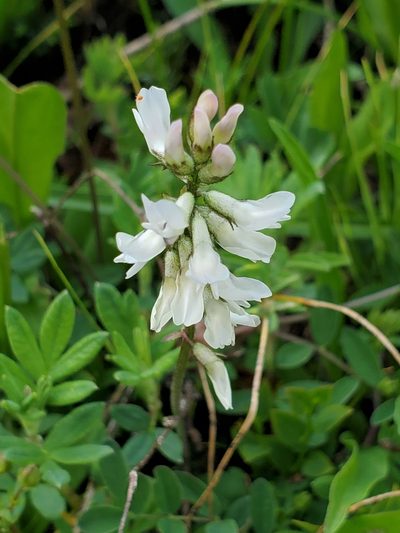 Astragalus robbinsii, photographed by Shane Johnson
