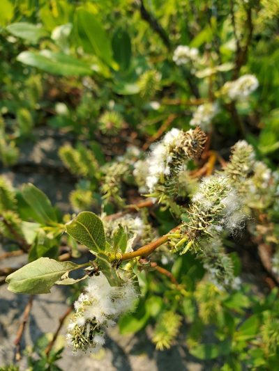 Salix boothii, photographed by Shane Johnson