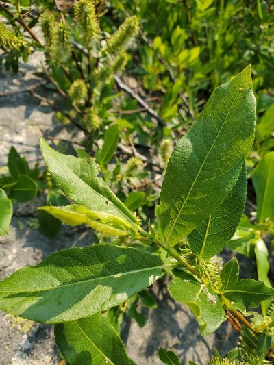 Salix boothii, photographed by Shane Johnson