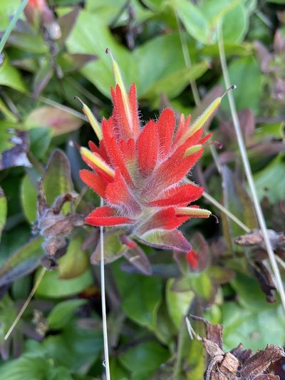 Castilleja litoralis, photographed by Rochelle Davis