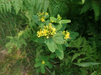 Hypericum punctatum, photographed by Lynn Harper