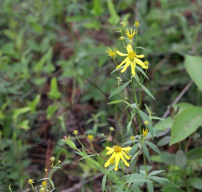 Coreopsis major, photographed by Lauren McLaurin