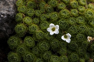 Saxifraga magellanica, photographed by David F. Belmonte