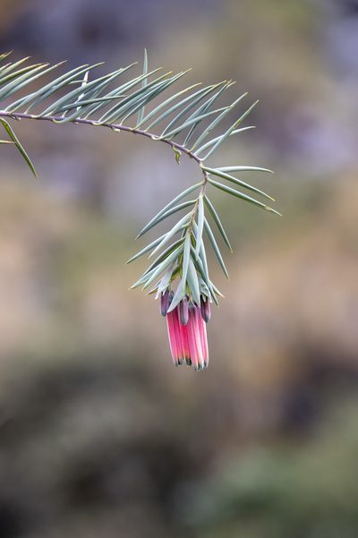Bomarea dulcis, photographed by David F. Belmonte