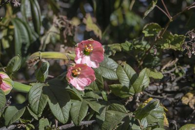 Passiflora mixta, photographed by David F. Belmonte
