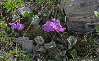 Primula integrifolia, photographed by Christoph Moning