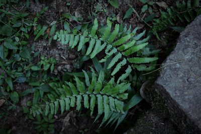 Microlepia marginata, photographed by Yi CHEN