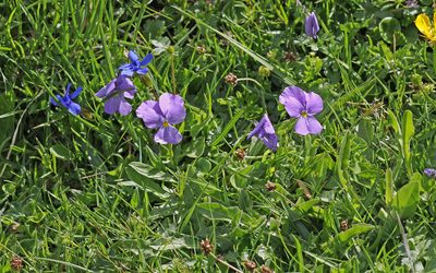 Viola calcarata, photographed by Christoph Moning