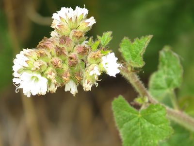 Phacelia malvifolia, photographed by Garth Harwood