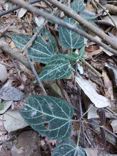 Mikania hemisphaerica, photographed by Filipi Miranda Soares