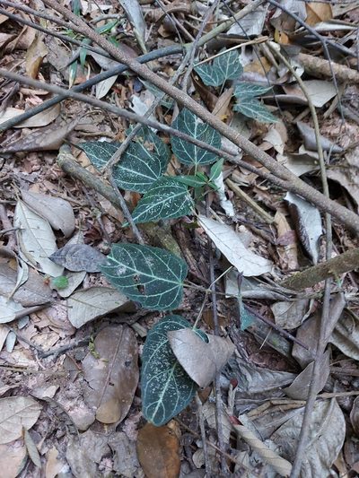 Mikania hemisphaerica, photographed by Filipi Miranda Soares