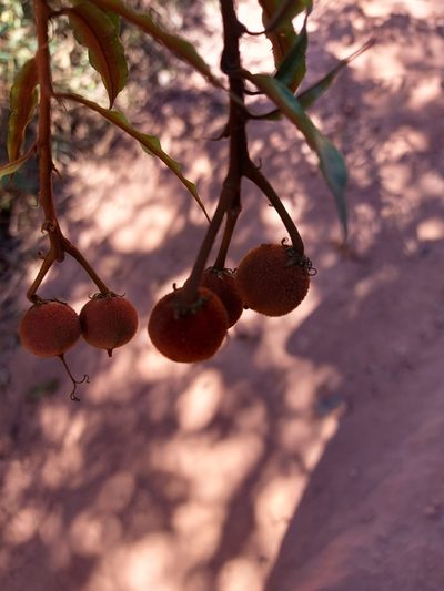 Mabea fistulifera, photographed by Filipi Miranda Soares