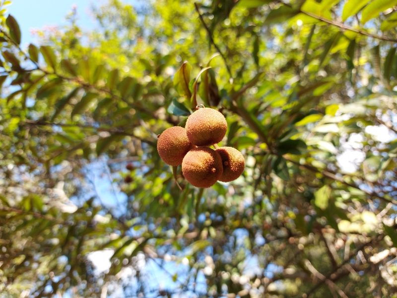 Mabea fistulifera, photographed by Filipi Miranda Soares
