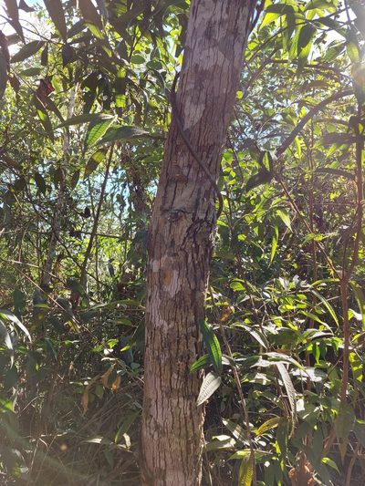 Mabea fistulifera, photographed by Filipi Miranda Soares