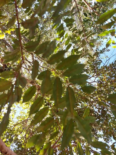 Mabea fistulifera, photographed by Filipi Miranda Soares