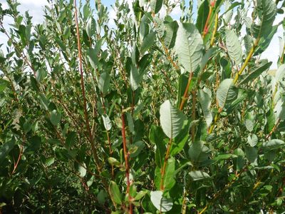 Salix starkeana, photographed by Силаева Татьяна Борисовна