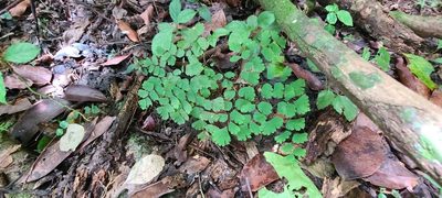 Adiantum tenerum, photographed by ritirene