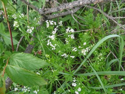 Galium rivale, photographed by Силаева Татьяна Борисовна