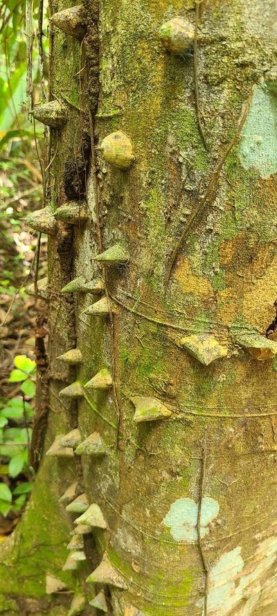 Zanthoxylum martinicense, photographed by ritirene