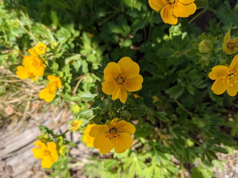 Potentilla flabellifolia, photographed by Benjamin Mako Hill