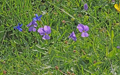 Viola calcarata, photographed by Christoph Moning