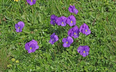 Viola calcarata, photographed by Christoph Moning