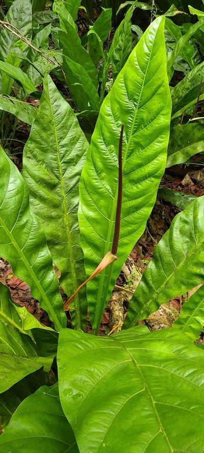 Anthurium crenatum, photographed by ritirene