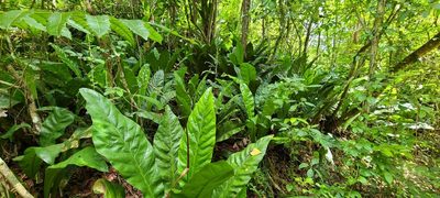 Anthurium crenatum, photographed by ritirene