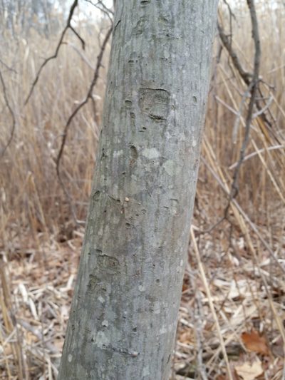 Amelanchier canadensis, photographed by Zihao Wang