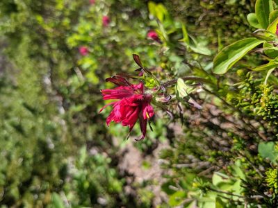 Castilleja parviflora, photographed by Benjamin Mako Hill