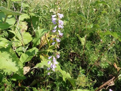 Campanula bononiensis, photographed by Силаева Татьяна Борисовна