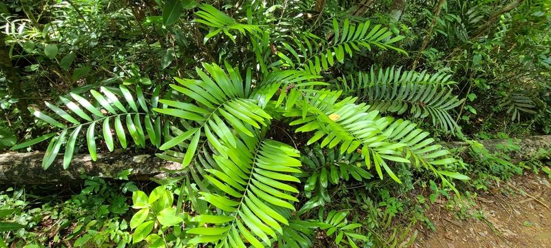 Zamia erosa, photographed by ritirene