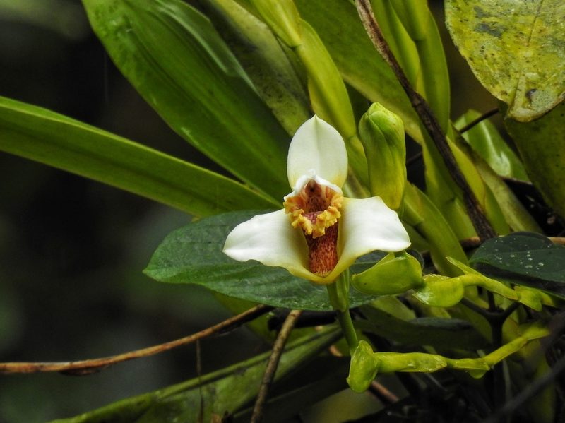 Maxillaria fletcheriana, photographed by Esteban Poveda