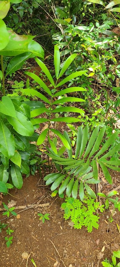 Zamia erosa, photographed by ritirene