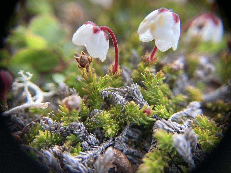 Harrimanella hypnoides, photographed by Annie Evankow