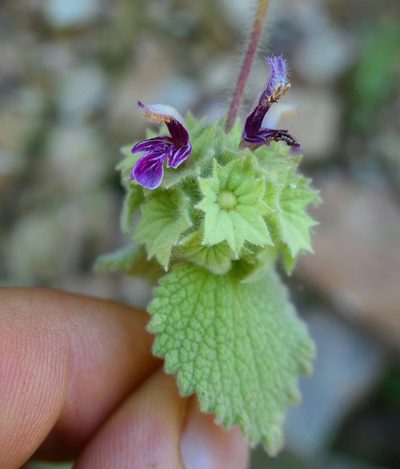 Pseudodictamnus hirsutus, photographed by Felix Puff