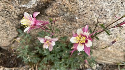 Aquilegia pubescens, photographed by Brendan Black