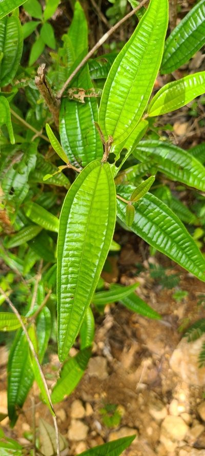 Miconia dichrophylla, photographed by ritirene