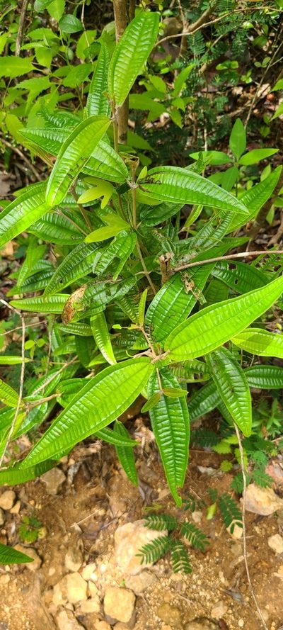 Miconia dichrophylla, photographed by ritirene