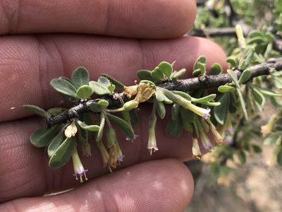 Lycium exsertum, photographed by CK2AZ