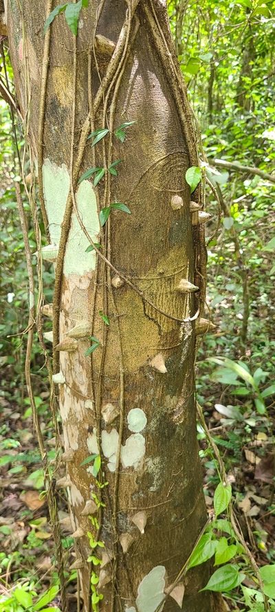 Zanthoxylum martinicense, photographed by ritirene