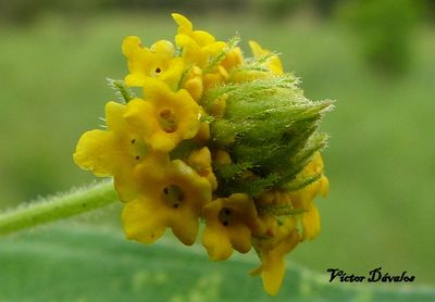 Lippia turnerifolia, photographed by Víctor Dávalos